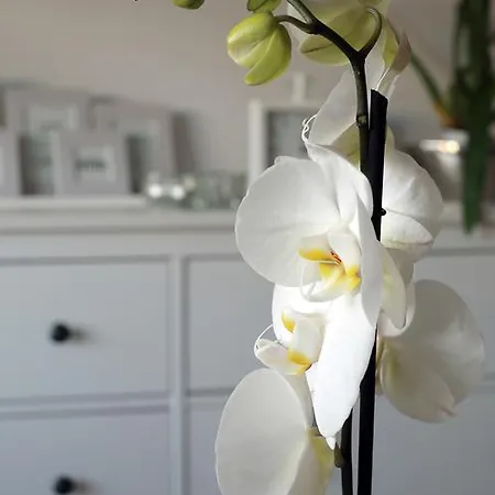 Przy Bloniach Apartmán