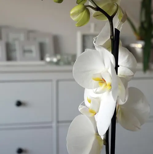 Przy Bloniach شقة